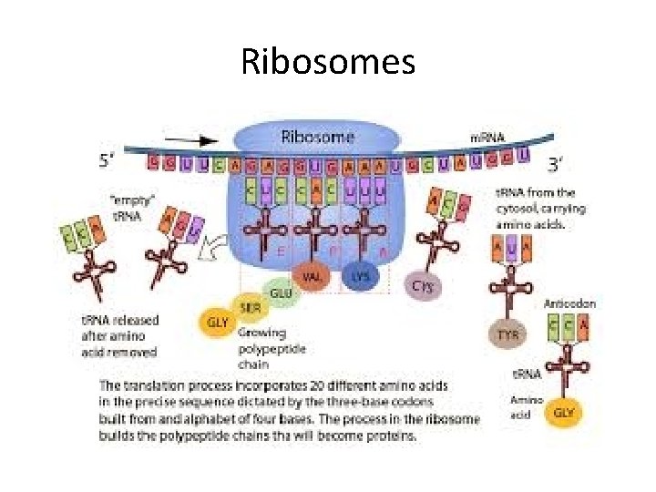 Ribosomes 