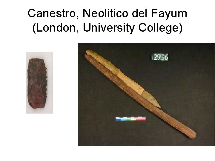 Canestro, Neolitico del Fayum (London, University College) 