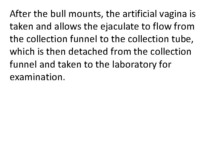 After the bull mounts, the artificial vagina is taken and allows the ejaculate to