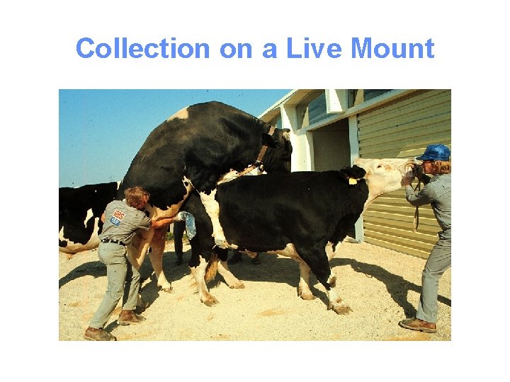 Collection on a Live Mount 