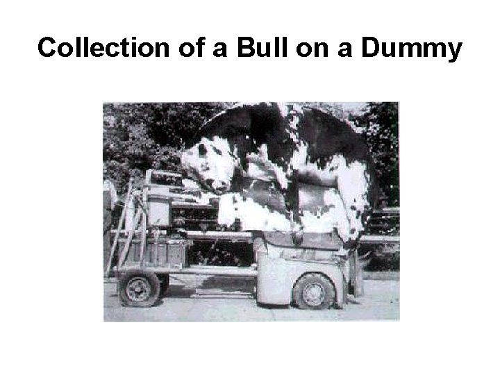 Collection of a Bull on a Dummy 