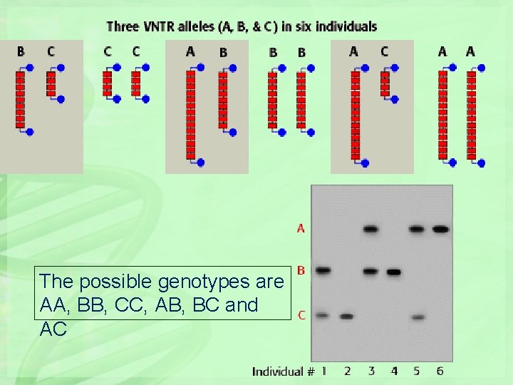 The possible genotypes are AA, BB, CC, AB, BC and AC 