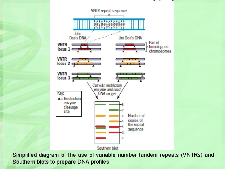 Simplified diagram of the use of variable number tandem repeats (VNTRs) and Southern blots