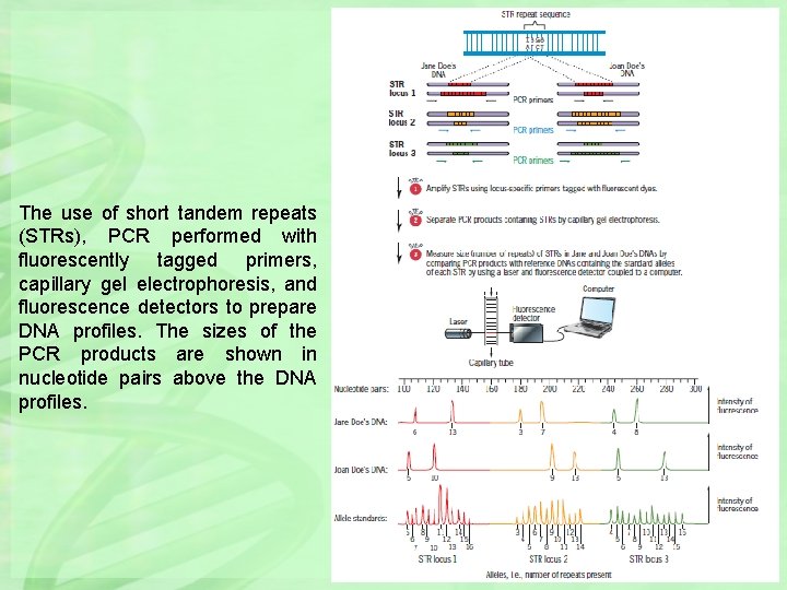 The use of short tandem repeats (STRs), PCR performed with fluorescently tagged primers, capillary