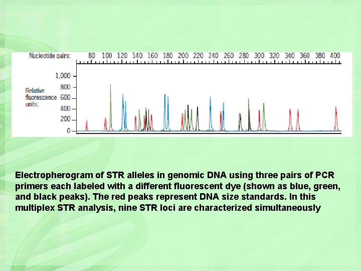 Electropherogram of STR alleles in genomic DNA using three pairs of PCR primers each