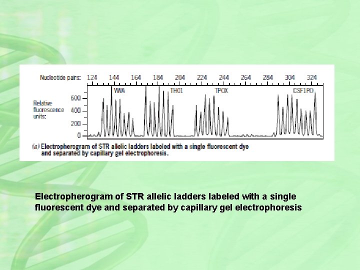 Electropherogram of STR allelic ladders labeled with a single fluorescent dye and separated by