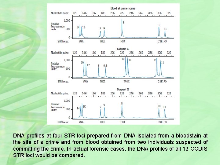 DNA profiles at four STR loci prepared from DNA isolated from a bloodstain at