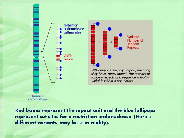 Red boxes represent the repeat unit and the blue lollipops represent cut sites for
