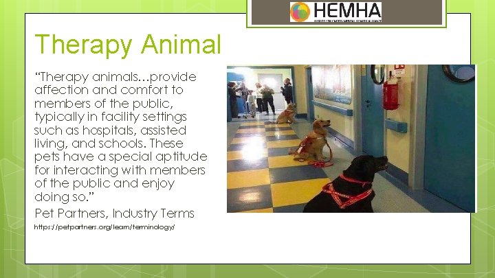 Therapy Animal “Therapy animals…provide affection and comfort to members of the public, typically in