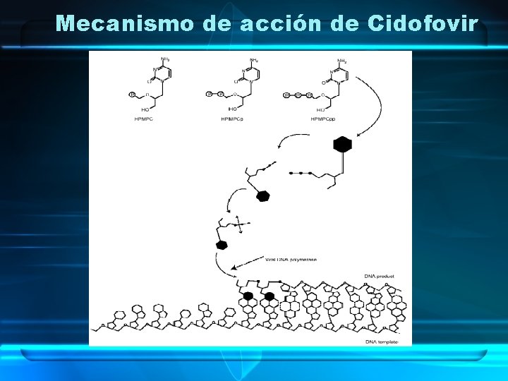 Mecanismo de acción de Cidofovir 