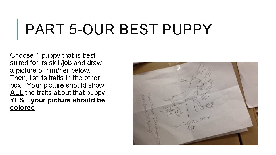 PART 5 -OUR BEST PUPPY Choose 1 puppy that is best suited for its