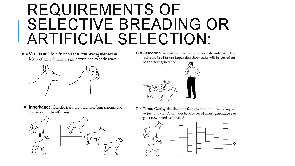 REQUIREMENTS OF SELECTIVE BREADING OR ARTIFICIAL SELECTION: V. I. S. T. 