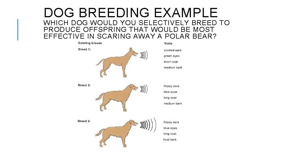 DOG BREEDING EXAMPLE WHICH DOG WOULD YOU SELECTIVELY BREED TO PRODUCE OFFSPRING THAT WOULD