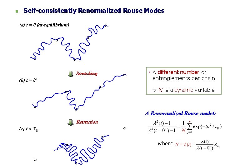 n Self-consistently Renormalized Rouse Modes (a) t = 0 (at equilibrium) Stretching (b) t