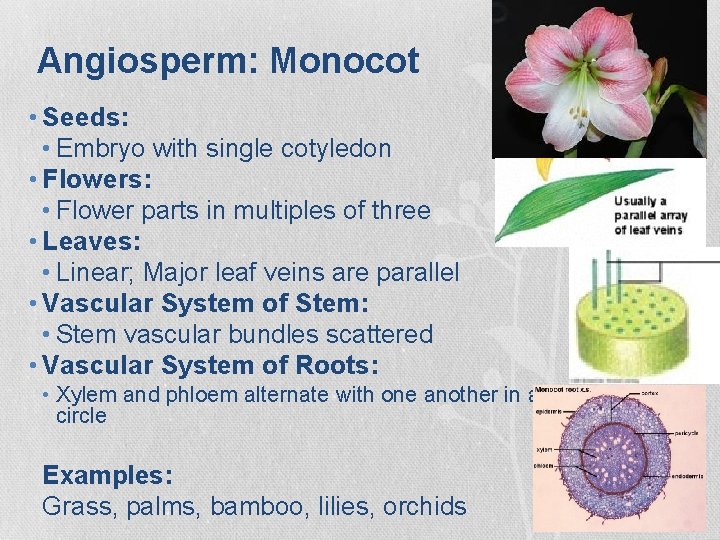 Angiosperm: Monocot • Seeds: • Embryo with single cotyledon • Flowers: • Flower parts Angiosperm: Monocot • Seeds: • Embryo with single cotyledon • Flowers: • Flower parts
