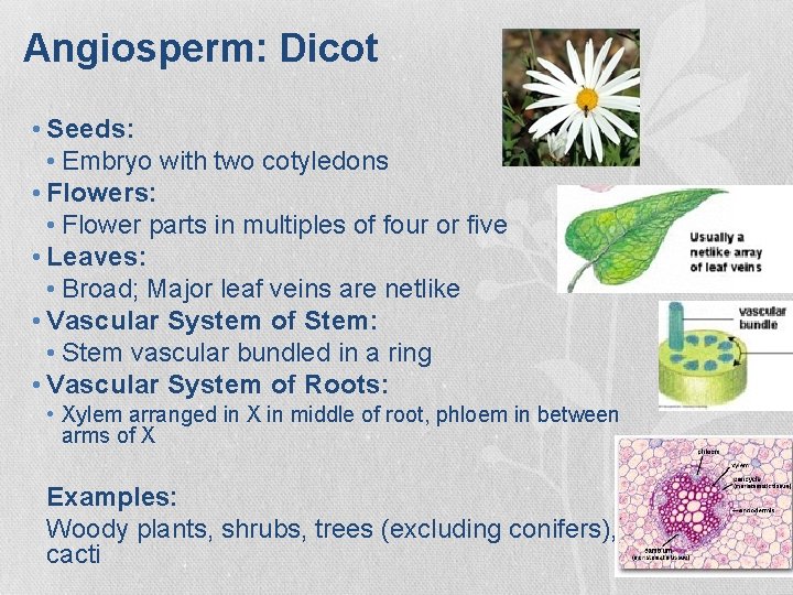 Angiosperm: Dicot • Seeds: • Embryo with two cotyledons • Flowers: • Flower parts Angiosperm: Dicot • Seeds: • Embryo with two cotyledons • Flowers: • Flower parts