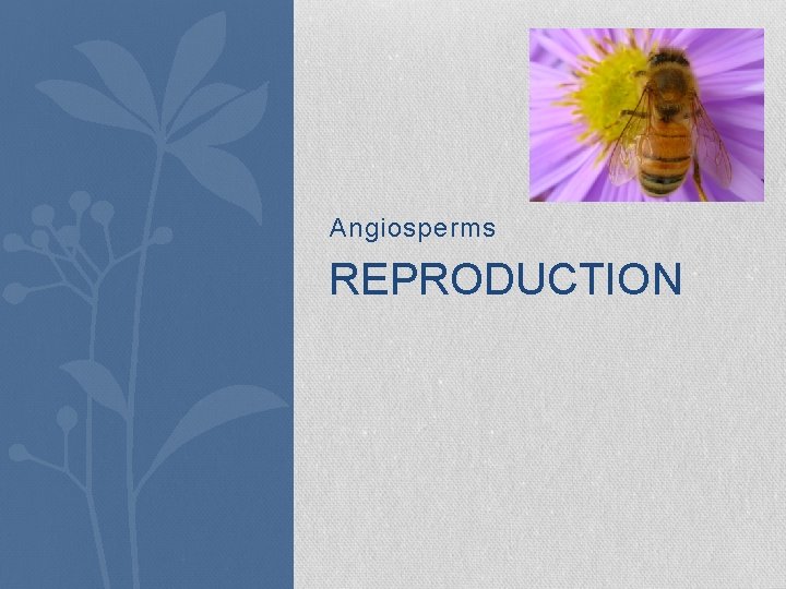 Angiosperms REPRODUCTION Angiosperms REPRODUCTION
