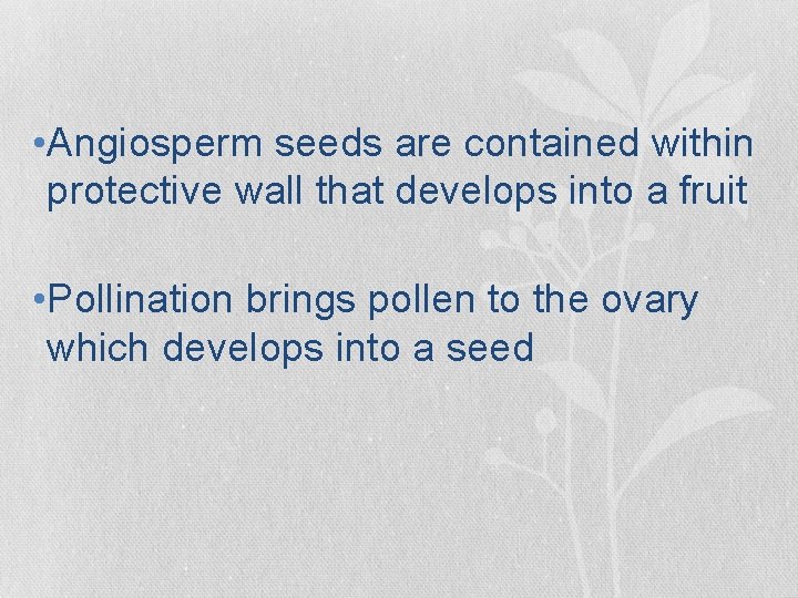 • Angiosperm seeds are contained within protective wall that develops into a fruit • Angiosperm seeds are contained within protective wall that develops into a fruit