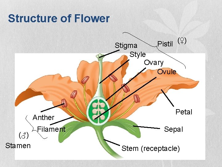Structure of Flower Pistil Stigma Style Ovary Ovule Anther (♂) Stamen Filament (♀) Petal Structure of Flower Pistil Stigma Style Ovary Ovule Anther (♂) Stamen Filament (♀) Petal