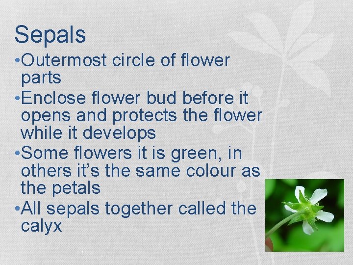 Sepals • Outermost circle of flower parts • Enclose flower bud before it opens Sepals • Outermost circle of flower parts • Enclose flower bud before it opens