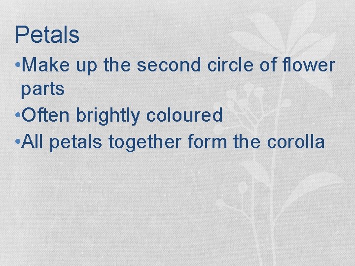 Petals • Make up the second circle of flower parts • Often brightly coloured Petals • Make up the second circle of flower parts • Often brightly coloured