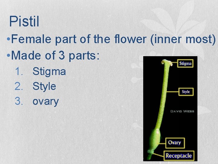 Pistil • Female part of the flower (inner most) • Made of 3 parts: Pistil • Female part of the flower (inner most) • Made of 3 parts: