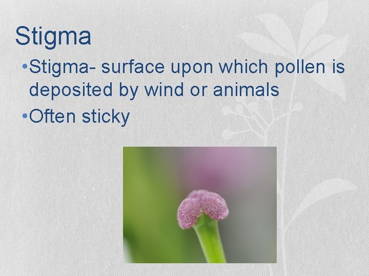Stigma • Stigma- surface upon which pollen is deposited by wind or animals • Stigma • Stigma- surface upon which pollen is deposited by wind or animals •