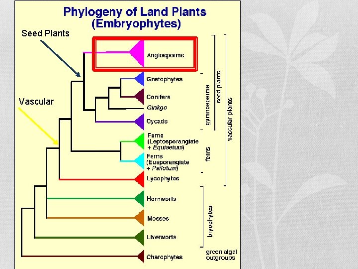 Seed Plants Vascular Seed Plants Vascular