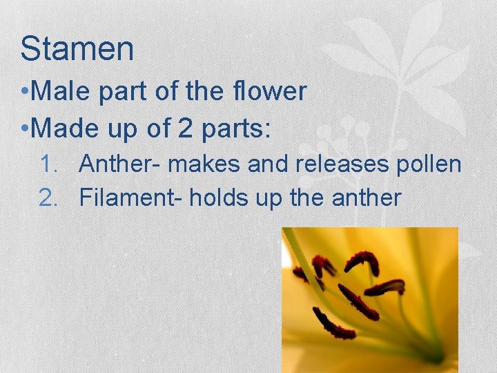 Stamen • Male part of the flower • Made up of 2 parts: 1. Stamen • Male part of the flower • Made up of 2 parts: 1.