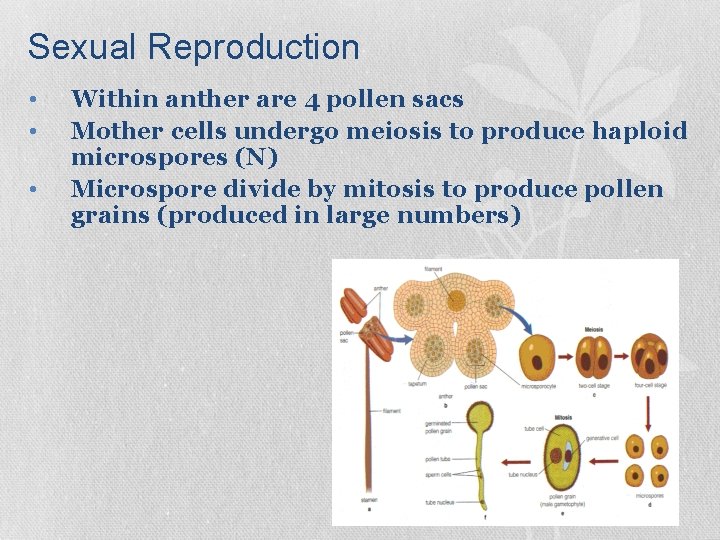 Sexual Reproduction • • • Within anther are 4 pollen sacs Mother cells undergo Sexual Reproduction • • • Within anther are 4 pollen sacs Mother cells undergo