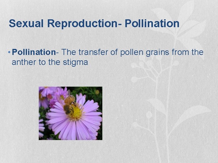 Sexual Reproduction- Pollination • Pollination- The transfer of pollen grains from the anther to Sexual Reproduction- Pollination • Pollination- The transfer of pollen grains from the anther to