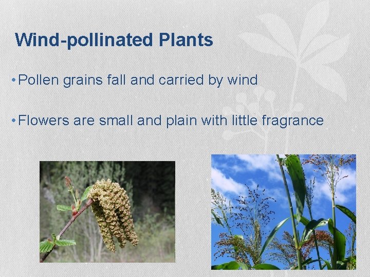 Wind-pollinated Plants • Pollen grains fall and carried by wind • Flowers are small Wind-pollinated Plants • Pollen grains fall and carried by wind • Flowers are small