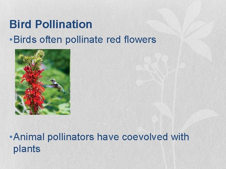 Bird Pollination • Birds often pollinate red flowers • Animal pollinators have coevolved with Bird Pollination • Birds often pollinate red flowers • Animal pollinators have coevolved with