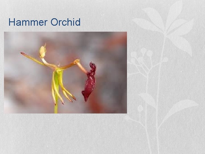 Hammer Orchid Hammer Orchid