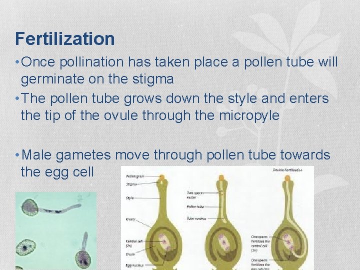 Fertilization • Once pollination has taken place a pollen tube will germinate on the Fertilization • Once pollination has taken place a pollen tube will germinate on the