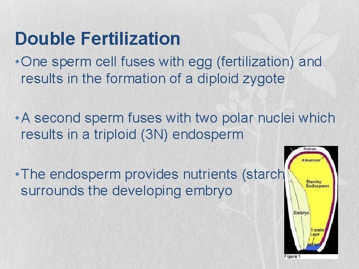 Double Fertilization • One sperm cell fuses with egg (fertilization) and results in the Double Fertilization • One sperm cell fuses with egg (fertilization) and results in the