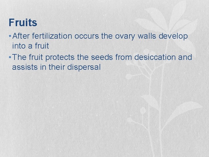 Fruits • After fertilization occurs the ovary walls develop into a fruit • The Fruits • After fertilization occurs the ovary walls develop into a fruit • The