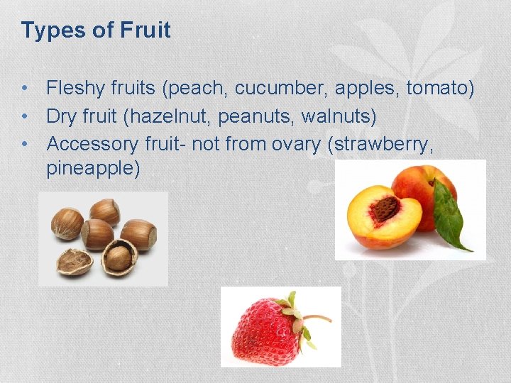 Types of Fruit • Fleshy fruits (peach, cucumber, apples, tomato) • Dry fruit (hazelnut, Types of Fruit • Fleshy fruits (peach, cucumber, apples, tomato) • Dry fruit (hazelnut,