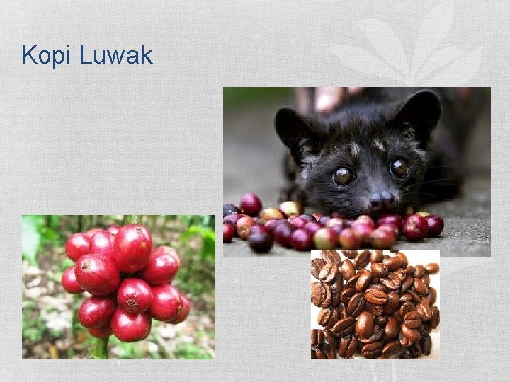 Kopi Luwak Kopi Luwak