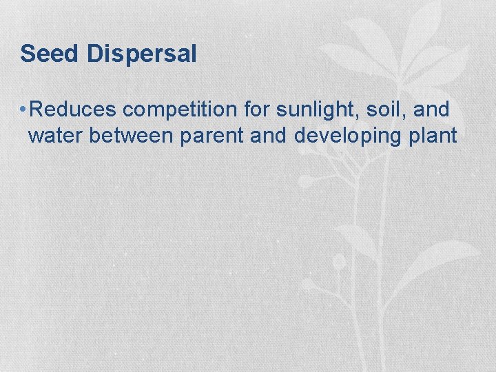 Seed Dispersal • Reduces competition for sunlight, soil, and water between parent and developing Seed Dispersal • Reduces competition for sunlight, soil, and water between parent and developing
