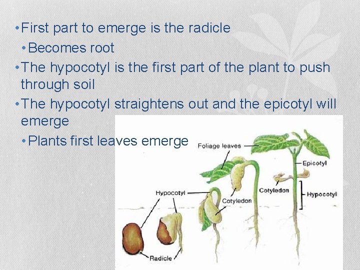 • First part to emerge is the radicle • Becomes root • The • First part to emerge is the radicle • Becomes root • The