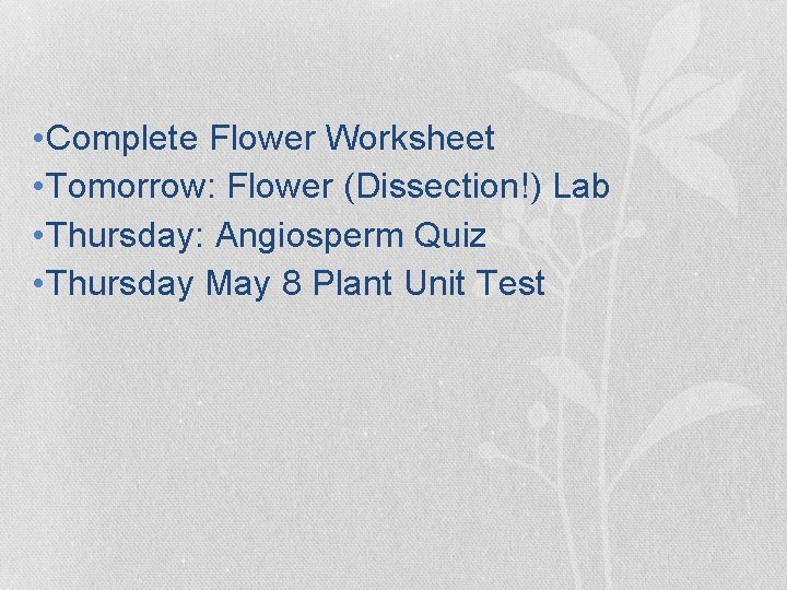 • Complete Flower Worksheet • Tomorrow: Flower (Dissection!) Lab • Thursday: Angiosperm Quiz • Complete Flower Worksheet • Tomorrow: Flower (Dissection!) Lab • Thursday: Angiosperm Quiz