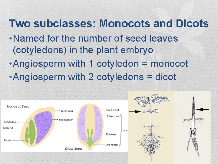 Two subclasses: Monocots and Dicots • Named for the number of seed leaves (cotyledons) Two subclasses: Monocots and Dicots • Named for the number of seed leaves (cotyledons)