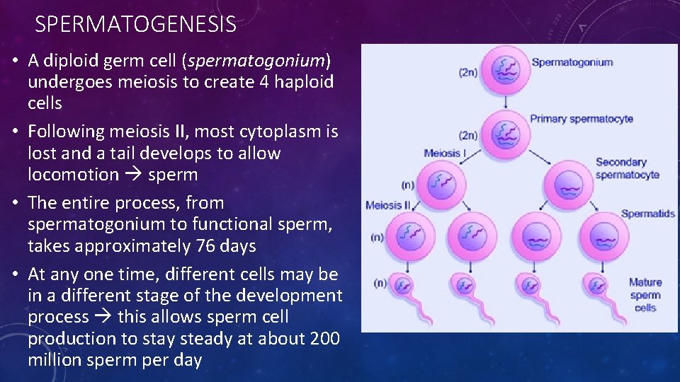 SPERMATOGENESIS • A diploid germ cell (spermatogonium) undergoes meiosis to create 4 haploid cells