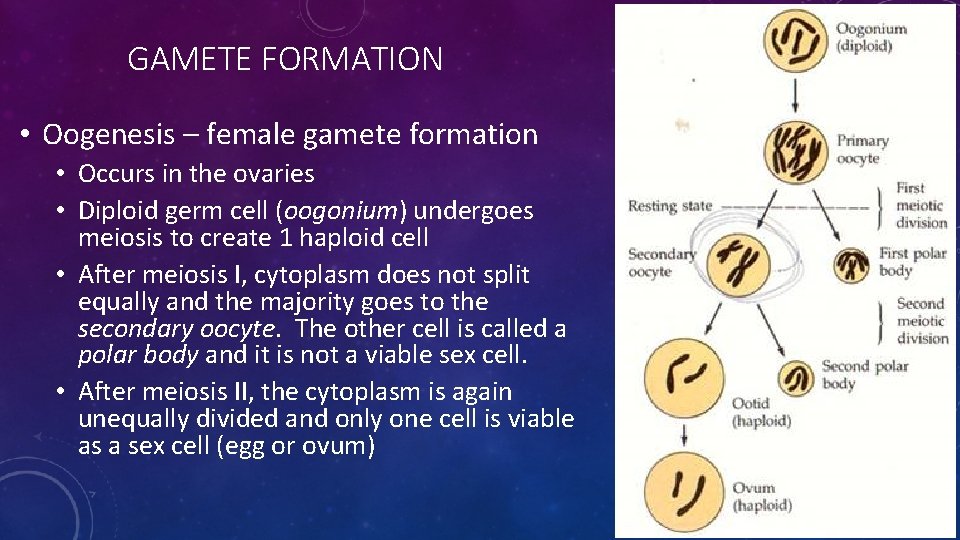 GAMETE FORMATION • Oogenesis – female gamete formation • Occurs in the ovaries •