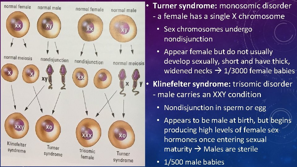  • Turner syndrome: monosomic disorder - a female has a single X chromosome