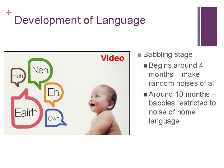 + Development of Language Video n Babbling stage n Begins around 4 months –