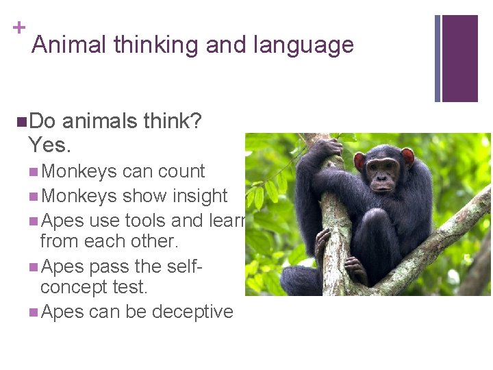 + Animal thinking and language n. Do animals think? Yes. n Monkeys can count