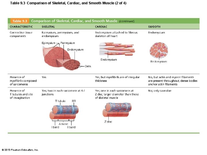 Muscle Tissue Nearly half of bodys mass Transforms