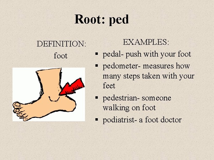 Root: ped DEFINITION: foot § § EXAMPLES: pedal- push with your foot pedometer- measures